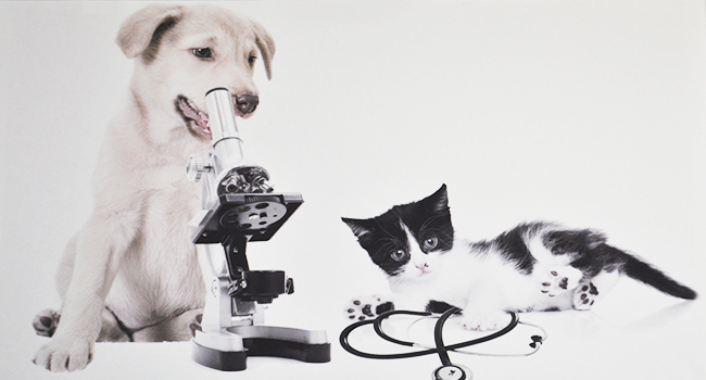 Poster clínica veterinària